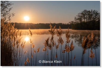 Bianca Klein - Sonnenaufgang am Nymphensee