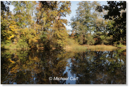 Michael Carl - "Karpfenteich" am Forstweg